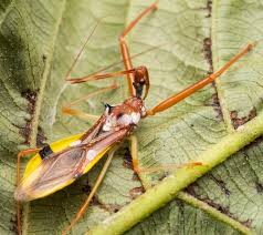 Attēlu rezultāti vaicājumam “Rhynocoris annulatus nymph”