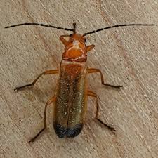 Attēlu rezultāti vaicājumam “Rhagonycha fulva”