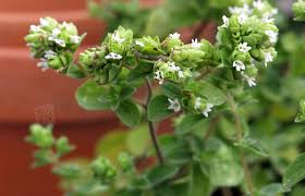 Image result for Majoran