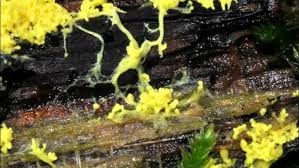 Attēlu rezultāti vaicājumam “Fuligo septica cf. rufa spores”