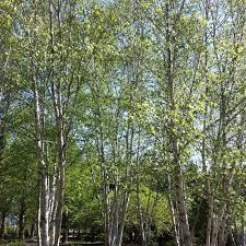 Attēlu rezultāti vaicājumam “Betula papyrifera”