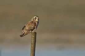 Attēlu rezultāti vaicājumam “Asio flammeus”