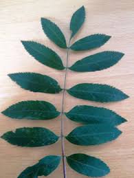 Attēlu rezultāti vaicājumam “Sorbus aucuparia leaf”