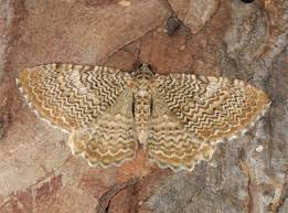 Attēlu rezultāti vaicājumam “Hydria undulata”