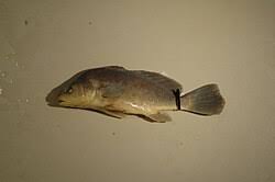 Image result for Aplodinotus grunniens