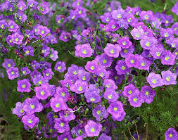 Image result for Nierembergia