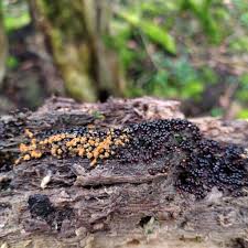 Attēlu rezultāti vaicājumam “Metatrichia floriformis stalked”
