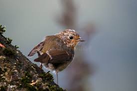 Attēlu rezultāti vaicājumam “Erithacus rubecula juvenile”