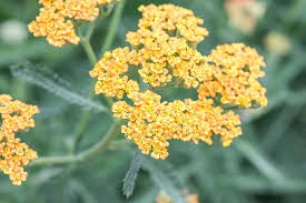 Attēlu rezultāti vaicājumam “Achillea millefolium flower”