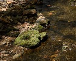 Attēlu rezultāti vaicājumam “Rhizomnium punctatum sporophyte”