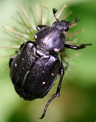 Attēlu rezultāti vaicājumam “Gnorimus variabilis”