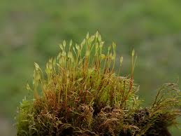 Attēlu rezultāti vaicājumam “Dicranella varia”