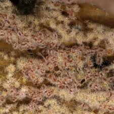 Attēlu rezultāti vaicājumam “Tilachlidium brachiatum”