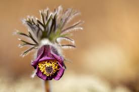 Attēlu rezultāti vaicājumam “Pulsatilla pratensis fruit”