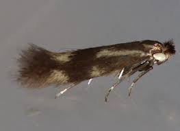 Attēlu rezultāti vaicājumam “Bucculatricidae”