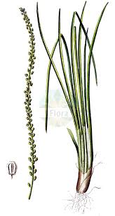 Attēlu rezultāti vaicājumam “Juncaginaceae”