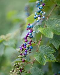 Attēlu rezultāti vaicājumam “Ampelopsis glandulosa var. brevipedunculata”