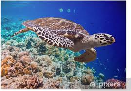 Image result for Eretmochelys imbricata