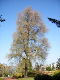 Attēlu rezultāti vaicājumam “Ulmus minor f. suberosa”