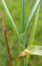 Attēlu rezultāti vaicājumam “Blysmus compressus fruit”