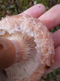 Attēlu rezultāti vaicājumam “Lactarius”