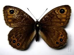 Attēlu rezultāti vaicājumam “Lasiommata petropolitana upperside”