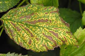 Attēlu rezultāti vaicājumam “Clematis leaf”