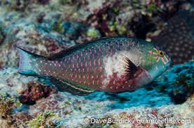 Image result for Calotomus carolinus