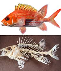 Image result for Tautogolabrus adspersus