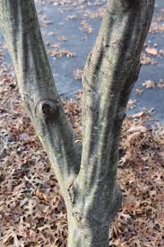 Attēlu rezultāti vaicājumam “Carpinus caroliniana”