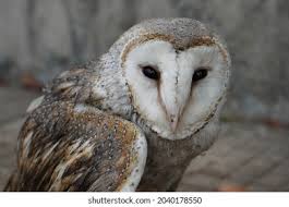 Attēlu rezultāti vaicājumam “Strigiformes”