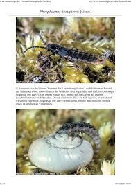 Attēlu rezultāti vaicājumam “Phosphaenus hemipterus”