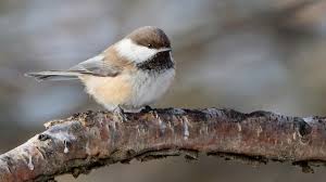 Image result for Poecile montana