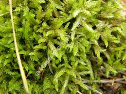 Attēlu rezultāti vaicājumam “Straminergon stramineum”