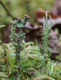 Attēlu rezultāti vaicājumam “Cladonia phyllophora”