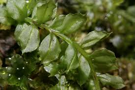 Attēlu rezultāti vaicājumam “Plagiomnium”