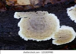 Attēlu rezultāti vaicājumam “Coniophora puteana”