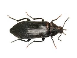 Attēlu rezultāti vaicājumam “Melandrya dubia”