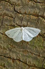 Attēlu rezultāti vaicājumam “Cabera exanthemata male”