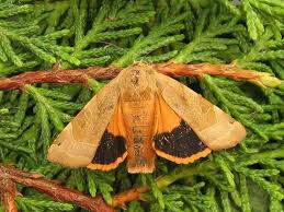 Attēlu rezultāti vaicājumam “Noctua fimbriata imago”