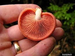 Attēlu rezultāti vaicājumam “Rhodotus palmatus”