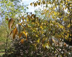Attēlu rezultāti vaicājumam “Betula humilis female flower”