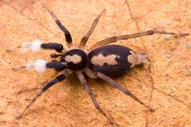 Attēlu rezultāti vaicājumam “Gnaphosidae”