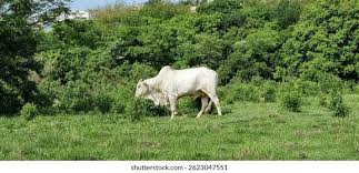 Image result for ganado bovino