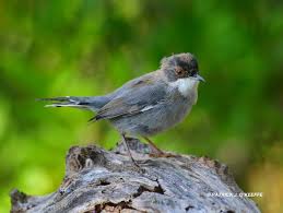 Image result for Sylvia sarda