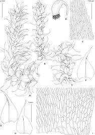 Attēlu rezultāti vaicājumam “Sciuro-hypnum curtum”