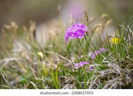 Attēlu rezultāti vaicājumam “Primula farinosa flower”