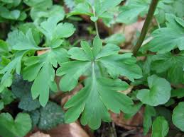 Attēlu rezultāti vaicājumam “Corydalis cava leaf”