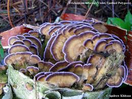 Attēlu rezultāti vaicājumam “Trichaptum biforme”