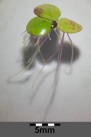 Attēlu rezultāti vaicājumam “Spirodela polyrhiza”